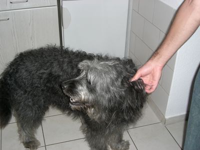Grauer, zotteliger Hund wird in einer Küche gestreichelt.